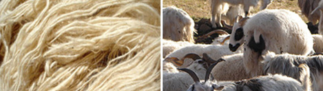 tibetian-wool-image